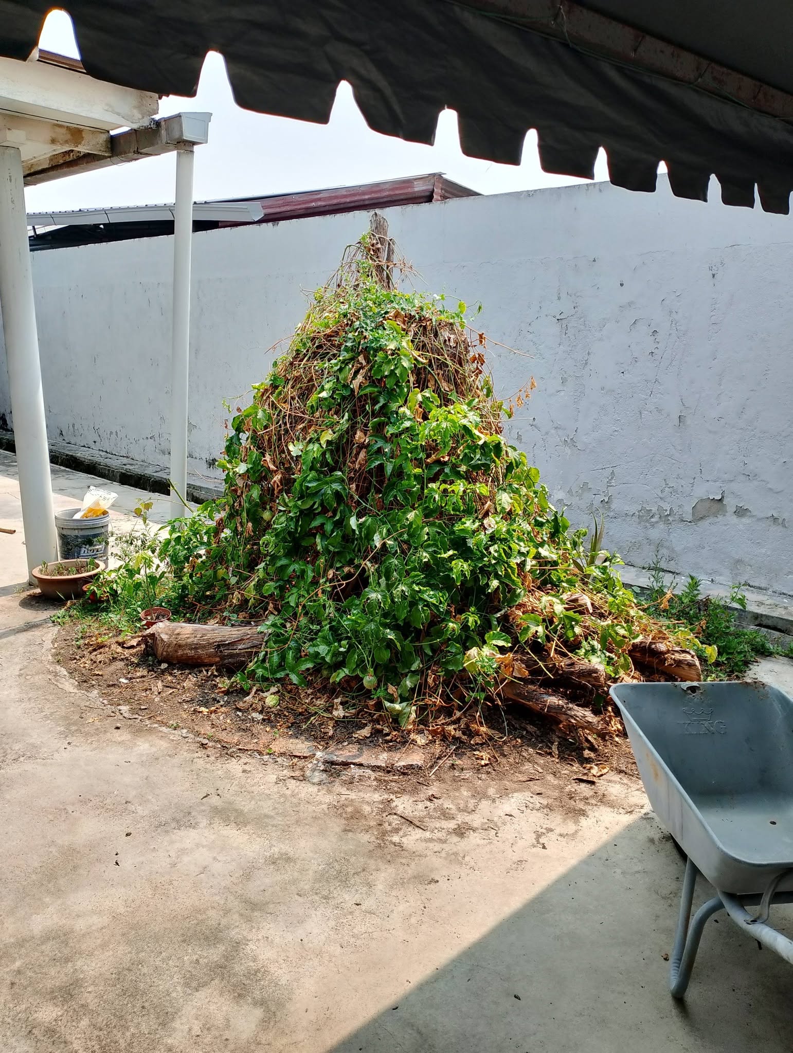 Tumbuhan yang menutupi tunggul pokok di kawasan halaman semasa kerja pembersihan.